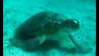 Turtle Cove Buck Island St Thomas US Virgin Islands [upl. by Cahilly]