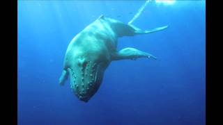 Humpback Whales Highlight Reel 2010 Season [upl. by Haymo472]