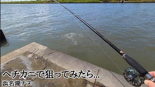 最新夏休み必見！！浜名湖チヌスポット【浜名湖釣り】🎣釣れます🐟 [upl. by Fe919]