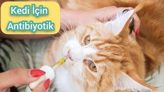 Kedi icin antibiyotik [upl. by Kermie]