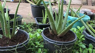 ALOE VERA  How To MiXed Land With Fertilizer Can Wormwood Put Around Roots Plant [upl. by Hagi]