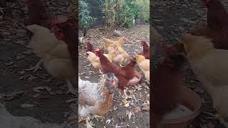 🐓 Daily Routine Scooping Feed Treating Hens amp Gathering Eggs 🥚 [upl. by Clorinda]