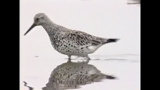 An Identification Guide to the Worlds Calidris Sandpipers [upl. by Nuhsed944]