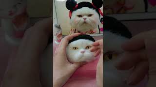 New Work Needle Felted Cat  Needle Felting ASMR  Needle Felting Cats [upl. by Lacey]