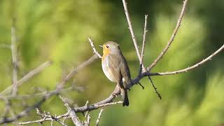 A robin sits on a branch [upl. by Atteniuq]