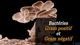 Bactéries Gram positif et Gram négatif  Eric Bakker [upl. by Rovelli]