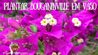 Como plantar bougainville ou primavera em vaso [upl. by Enotna]