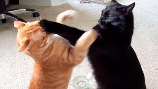 Top CRAZY CAT videos of 2024 😆 Funny Cat videos 😂 [upl. by Oiracam]