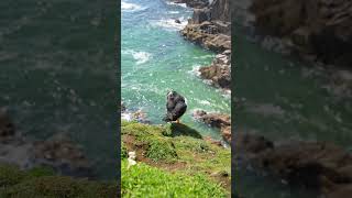 Saltee Islands Puffin [upl. by Zipnick]