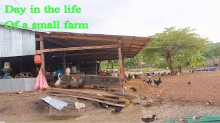 Cambodia Farm Tour  Day in the Life of a Small Farm  Khmer rural post [upl. by Assirram]