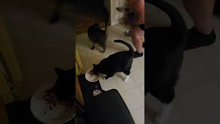 Monkey amp Birdie Early Birds cat catsofyoutube monkeythecat RaiderX948 [upl. by Trygve849]