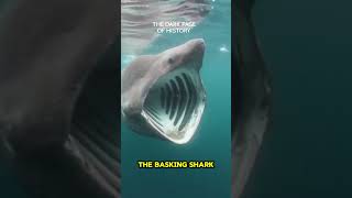 Why Basking Sharks Swim with Open Mouths thedarkpageofhistory [upl. by Ciryl84]