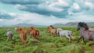 Horse  Group of Horses running free on grounds  HD [upl. by Mitchael]