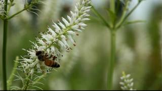 Honeybee forages on Culversroot in Marion County Ohio USA [upl. by Adlesirc]