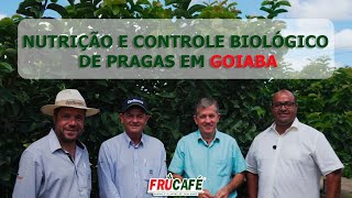 Nutrição e Controle Biológico de Pragas em GOIABA [upl. by Parthenia]