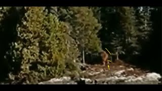 Investigating Bigfoot  Killing Bigfoot [upl. by Rior742]