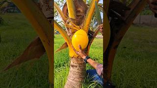 small tree yellow coconut cutting asmr satisfying youtubeshorts [upl. by Yule]