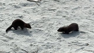 Mink Brawl at the Beach [upl. by Channing]