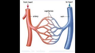 Arteries Veins and Capillaries best Comparison PART 1 [upl. by Xad]