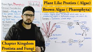 Brown algae  Phaeophyta  Plant Like Protists Algae  Chapter protista and Fungi [upl. by Atinuj67]