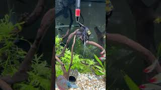 75 Gallon Angelfish and Discus community fish tank fishtank angelfish aquarium [upl. by Arytal]