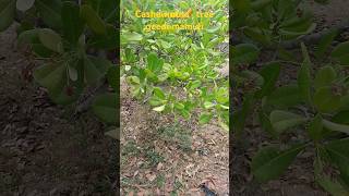 Cashew nuts tree geedi mamadi chatu yellow colour cashew nuts cashew gardening organicdilip [upl. by Olivier]