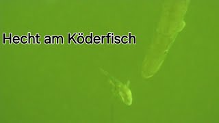 Hecht in Lauerstellung👀 Köderfisch in Gefahr❗️🤣 [upl. by Elbertine]