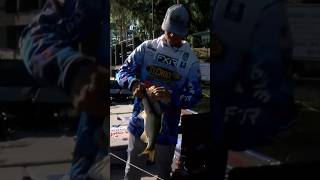 GLIDE BAIT action with Trey McKinney [upl. by Reinaldos80]