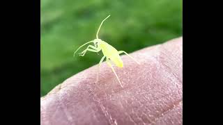 Little Green Insect Drying Itself [upl. by Halullat]