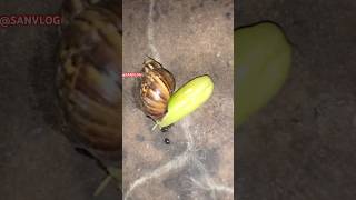 Sour fruit snails 🐌 animals nature shortvideo toad frog snail sanvlog cute funny [upl. by Yruam]