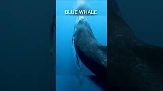 Blue Whale Large Diet shorts viral facts [upl. by Jc]