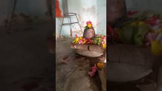 Mera Bhola hai Bhandari kare Nandi ki Savarishortvideo 🔱🔱🕉️🕉️viral shiv sankar 🔱🔱☠️☠️🕉️🕉️💥💥🌷🌼🌸🙏🏻 [upl. by Cromwell]