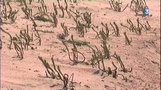 Préservation des dunes en Vendée [upl. by Mattox]