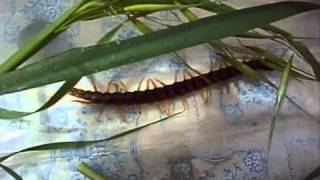 Megarian Banded Centipede in Portugalwmv [upl. by Ihc157]