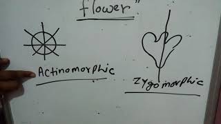 Flower hypogunousepigynous perigynousgamopetalouspolypetalouscalyxcorrolaactinomorphicsepal [upl. by Atikam]