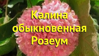 Калина обыкновенная Розеум Краткий обзор описание характеристик viburnum opulus Roseum [upl. by Desirae]