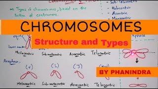 Chromosome structure and its types  By Phanindra guptha [upl. by Ajnin]