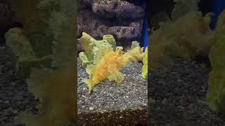 What is a scorpion fish [upl. by Winnick]