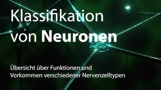 Klassifikation von Neuronen Nervenzellen [upl. by Garrity]