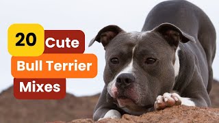 20 Best BULL TERRIER Mixes MustSee Pups [upl. by Enyahs2]