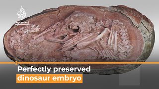 Perfectly kept dinosaur embryo from 66 million years ago found  AL Jazeera Newsfeed [upl. by Sharron]