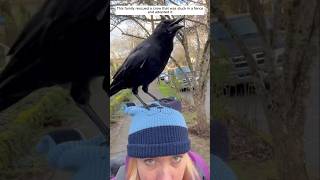 This family rescued a crow that was stuck in a fence and adopted it animalshorts crow [upl. by Sucy]