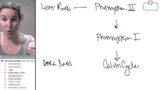 Photosynthesis 4 Photosystem Overview [upl. by Meraree]