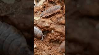 AVEZVOUS VU MON DERNIER TUTO ISOPODES 😲 terrario pets animals insect bug isopods terrarium [upl. by Autum]