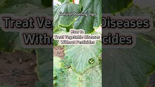 How to treat vegetables diseases without pesticides shortvideo youtubeshorts plants viralvideo [upl. by Irdua]