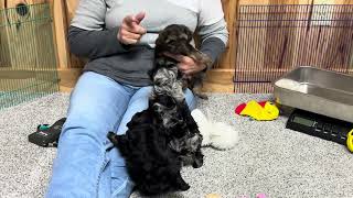 Siris Schnoodle puppies taken November 5 2024 This litter is SOLD [upl. by Ulund316]