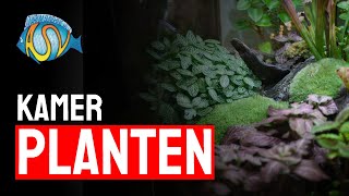 Kamerplanten als aquariumplanten BLUNDER  Aquarium Sunshine Valley [upl. by Autry]