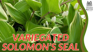 Variegated Solomons Seal Polygonatum odoratum Care Guide and Tips 🌿🌸 [upl. by Sheepshanks]