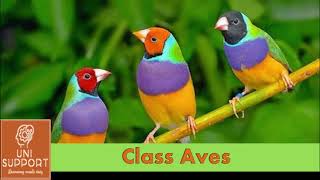 Aves  General Characteristics and Classification [upl. by Torosian]