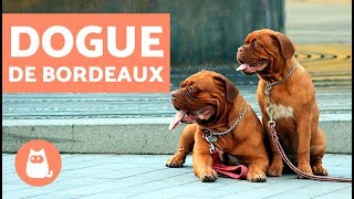 DOGUE de BORDEAUX  Caractéristiques et fiche technique [upl. by Tertias]